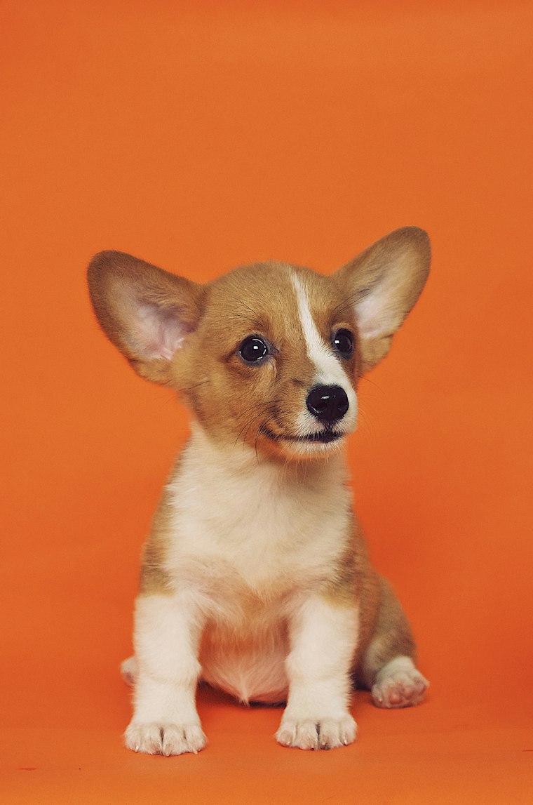 Corgi puppy sitting attentively on an orange background